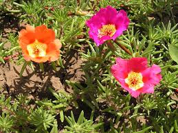 Image result for Portulaca foliosa