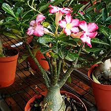 Bonsai Adenium Live Plant Bangalore Agrico 2 4 Years With Pot Bangalore Agrico
