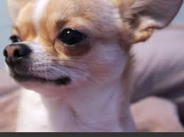 If you take a look at the blue heeler, you probably know they're one is a chihuahua for me? A Guide To The Apple Head Chihuahua Pethelpful