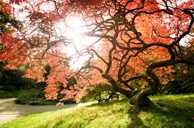 A wide variety of japanese maples options are available to you, such as flower type. 11 Tree Japanese Maple Ideas Japanese Maple Japanese Maple Tree Tree