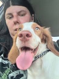 Quail Hunting with Brittany Dogs