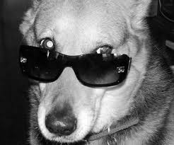 Note that glaucoma is a severe condition that is followed by blinking, redness, high eye pressure, and pain. Pictures Of Dogs Wearing Sunglasses Popsugar Pets
