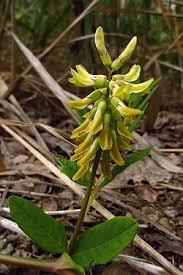 Image result for Astragalus atropilosulus