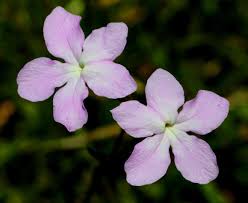 Image result for Cycnium