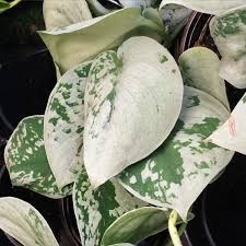 Jul 02, 2020 · scindapsus pictus care and varieties. Satin Pothos Vs Philodendron Silver Care Fieldnotes By Studioplants
