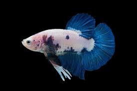 He swam right up and flared at me for the picture. Are Yellow Betta Fish Rare I Had A Yellow Betta And Someone In A Pet Store Told Me That The Betta Was Rare Quora
