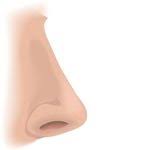 Image result for nose clipart small