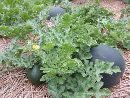 Weather conditions effect growth and development of the crop and can advance or delay maturity. Reasons To Grow Sugar Baby Watermelon Hgtv