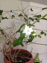 Jasmine Not Just Survives Blooms Flower Garden Bloom Flowers