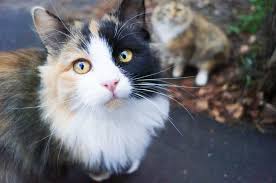 The 25 Best Flea Treatments For Cats Of 2020 Cat Life Today