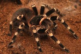It's got a hump on its back with fat in it. Getting Started With Your Tarantula Or Scorpion