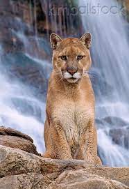 Cou 01 Ne0001 01 Mountain Lion Sitting At Waterfall Utah Mountain Lion Wild Cats Beautiful Cats