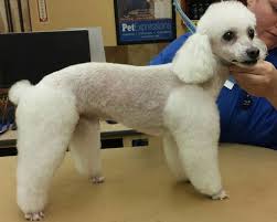 Its coat can be either curly or corded and comes in many colors including black, cream, brown, apricot, white, silver. Are Toy Poodles Good Family Dogs Uk Pets