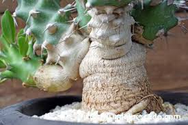 Image result for Euphorbia fanshawei