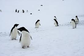 Alice coltrane with strings galaxy in. Penguin Populations Are Changing Dramatically Scientific American