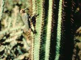 In fact, a saguaro can live for 200 years or more. Wildlife Interactions With Saguaros Saguaro National Park U S National Park Service