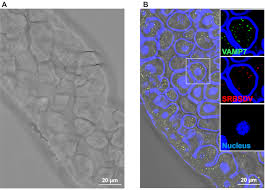 Immunofluorescent Labeling of Plant Virus and Insect Vector Proteins in  Hemipteran Guts