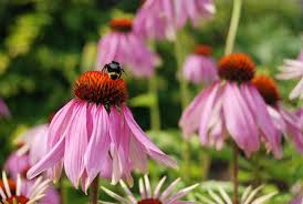We are so excited to introduce to you Busy Bee Shutterbug