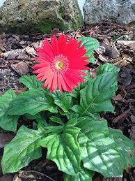 Florida Gardeners Are Lucky Enough To Grow And Enjoy Gerbera Daisies Nearly Year Round May Gerberadaisy Flowers Gerbera Daisy Gerbera Gerbera Plant
