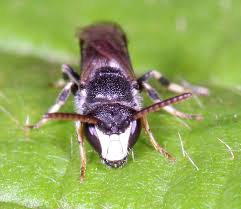 Image result for Hylebates