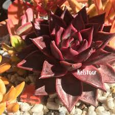 Blood romeo need less water and very good air circulation in summer you will receive one plant similar to the photo listed, shape and color might be slightly different, about 1inch in size. Echeveria Agavoides Romeo Echeveria Agavoides Romeo Uploaded By Succulentwiki