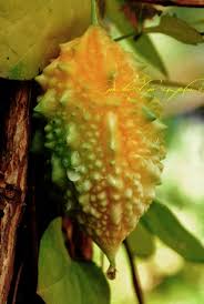 Image result for Momordica corymbifera