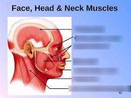 Muscles and bones of the face face neck shoulders anatomy painting. Face Head Neck Muscles Diagram Quizlet