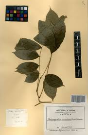 Image result for Platysepalum