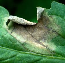 Don't abandon all hope though, because this isn't exactly a death sentence for your potatoes. Potato Blight Identifying And Managing
