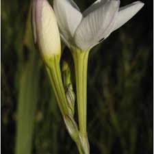 Image result for Zygotritonia atropurpurea