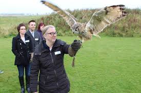Harry potter is a wonder: Harry Potter Fan Picture Of Phoenix Falconry Blackford Tripadvisor
