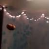 A kermit flew around my room before you came. 1
