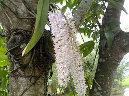 Insf Assam Foxtail Orchids Rhynchostylis Gigantea Orchids Plants Flowers