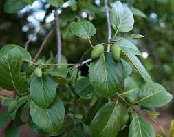 Image result for Berchemia discolor