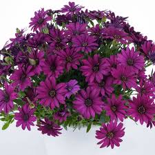 Image result for paprskovka obrázek