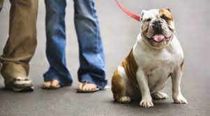 Learn more about blue chip farm in dallas, pa, and search the available pets they have up for adoption on petfinder. Facts And Answers To Popular Questions About Dallas Pet Ownership Dallas City News