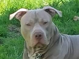 The american pit bull terrier is loyal, tough on itself, and tenacious. View Ad American Pit Bull Terrier Puppy For Sale Near New York Buffalo Usa Adn 35952