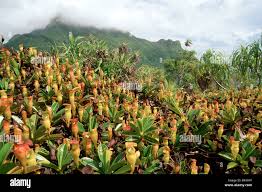 Image result for Platycoryne pervillei