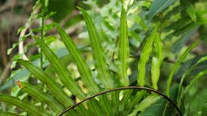 Image result for Nephrolepis biserrata