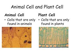 We did not find results for: Cells Cell A Cell Is The Smallest Unit Of A Living Thing It Holds All The Structures Or Parts Needed To Live The Human Body Contains Trillions Of Ppt Download