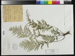 Image result for Pityrogramma aurantiaca