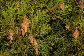 Image result for thuja drying out dead dried symptoms)