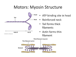 Myosin - Wikipedia