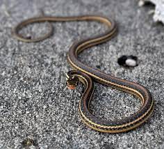 So, be happy if you find a garter snakes in your seattle, washington garden. Garter Snakes Coastal Interpretive Center