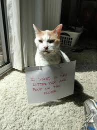 23 Funny Animal Pictures Of The Day Funny Animals Daily Lol Pics Funny Animal Memes Funny Animal Photos Funny Cat Memes