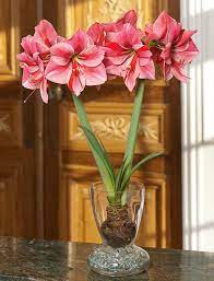 21 Stunning Amaryllis Varieties To Plant Right Now Red Amaryllis Amaryllis Amaryllis Flowers