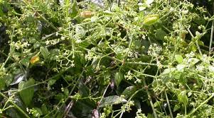 Image result for Rubia cordifolia