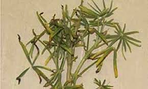 Image result for Alfalfa mosaic virus