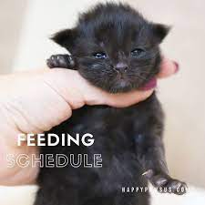 Bottle Feeding Schedule For Newborn Kittens Kittens Require 8 Milliliters Of Formula Per Ounce Of Body Weight Daily Newborn Schedule Newborn Kittens Newborn