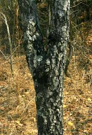 Image result for Diospyros kirkii